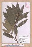 Litsea acuminata (Blume) Kurata l