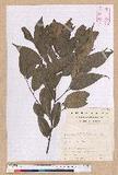 Castanopsis carlesii (Hemsl.) Hayata 