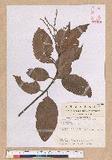Castanopsis indica (Roxb.) A. DC. L