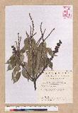 Pasania rhombocarpa Hayata ٪GR