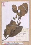 Litsea akoensis Hayata ̪Fl