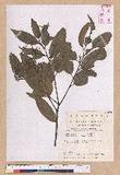 Castanopsis eyrei (Champ. ex Benth.) Hutch. L