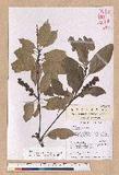 Pasania glabra (Thunb.) Oerst. luR