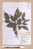 Cinnamomum philippinense (Merr.) Chang ߻̾