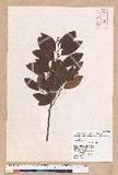 Litsea morrisonensis Hayata ɤsl