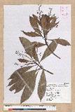 Machilus japonica Siebold et Zucc. var. kusanoi (Hayata) Liao j