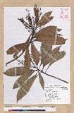 Machilus japonica Siebold et Zucc. var. kusanoi (Hayata) Liao j