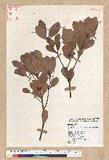 Machilus obovatifolia (Hayata) Kanehira & Sasaki ˧Z