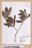 Litsea morrisonensis Hayata ɤsl