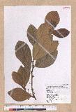 Litsea akoensis Hayata ̪Fl