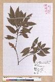 Litsea morrisonensis Hayata ɤsl
