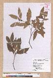 Litsea morrisonensis Hayata ɤsl