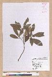 Litsea morrisonensis Hayata ɤsl