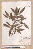 Litsea morrisonensis Hayata ɤsl