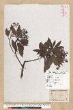 Machilus zuihoensis Hayata 