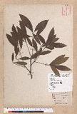 Litsea acutivena Hayata Uߤl