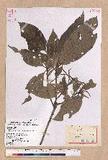 Lithocarpus lepidocarpus (Hayata) Hayata R