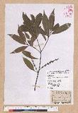 Castanopsis carlesii (Hemsl.) Hayata var. sessilis Nakai 