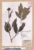 Castanopsis stellato-spina Hayata P