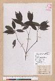 Cyclobalanopsis longinux (Hayata) Schott var. pseudo-myrisnaefolia (Hayata) Liao q@GR