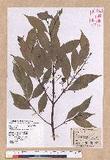 Cinnamomum insulari-montanum Hayata s׮(xW׮)