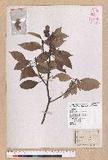 Pasania rhombocarpa Hayata ٪GR