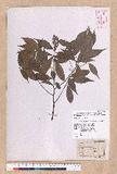 Cinnamomum philippinense (Merr.) Chang ߻̾