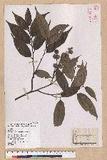Castanopsis carlesii (Hemsl.) Hayata 