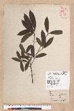 Litsea elongata (Wall. ex Nees) Benth. et Hook. f. var. mushaensis (Hayata) J. C. Liao l