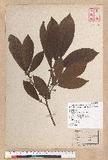 Litsea elongata (Wall. ex Nees) Benth. et Hook. f. var. mushaensis (Hayata) J. C. Liao l