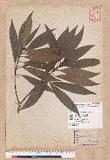 Litsea acuminata (Blume) Kurata l