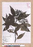 Cinnamomum macrostemon Hayata J׮
