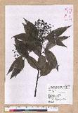 Cinnamomum macrostemon Hayata J׮