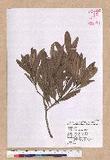 Pasania dodonaeifolia (Hayata) Hayata h_