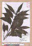 Cinnamomum macrostemon Hayata J׮
