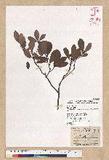 Machilus obovatifolia (Hayata) Kanehira & Sasaki ˧Z