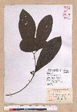 Litsea akoensis Hayata ̪Fl
