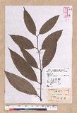 Cinnamomum pseudomelastoma (Laio Kuo et Lin) Liao d׮