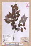 Lindera aggregata (Sims) Kosterm. ѻOQ