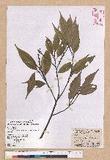 Castanopsis carlesii (Hemsl.) Hayata var. sessilis Nakai 
