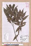 Cinnamomum insulari-montanum Hayata s׮(xW׮)
