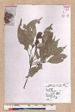 Pasania glabra (Thunb.) Oerst. luR