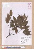 Cinnamomum insulari-montanum Hayata s׮(xW׮)