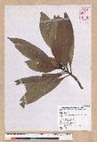 Machilus japonica Siebold et Zucc. var. kusanoi (Hayata) Liao j