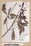 Machilus japonica Siebold et Zucc. 饻()