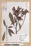 Machilus japonica Siebold et Zucc. 饻()