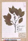 Cinnamomum micranthum (Hayata) Hayata N