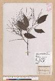 Castanopsis formosana (Skan) Hayata OW