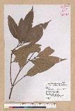 Lithocarpus amygdalifolius (Skan ex Forbes & Hemsl.) Hayata R