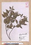 Cinnamomum insulari-montanum Hayata s׮(xW׮)